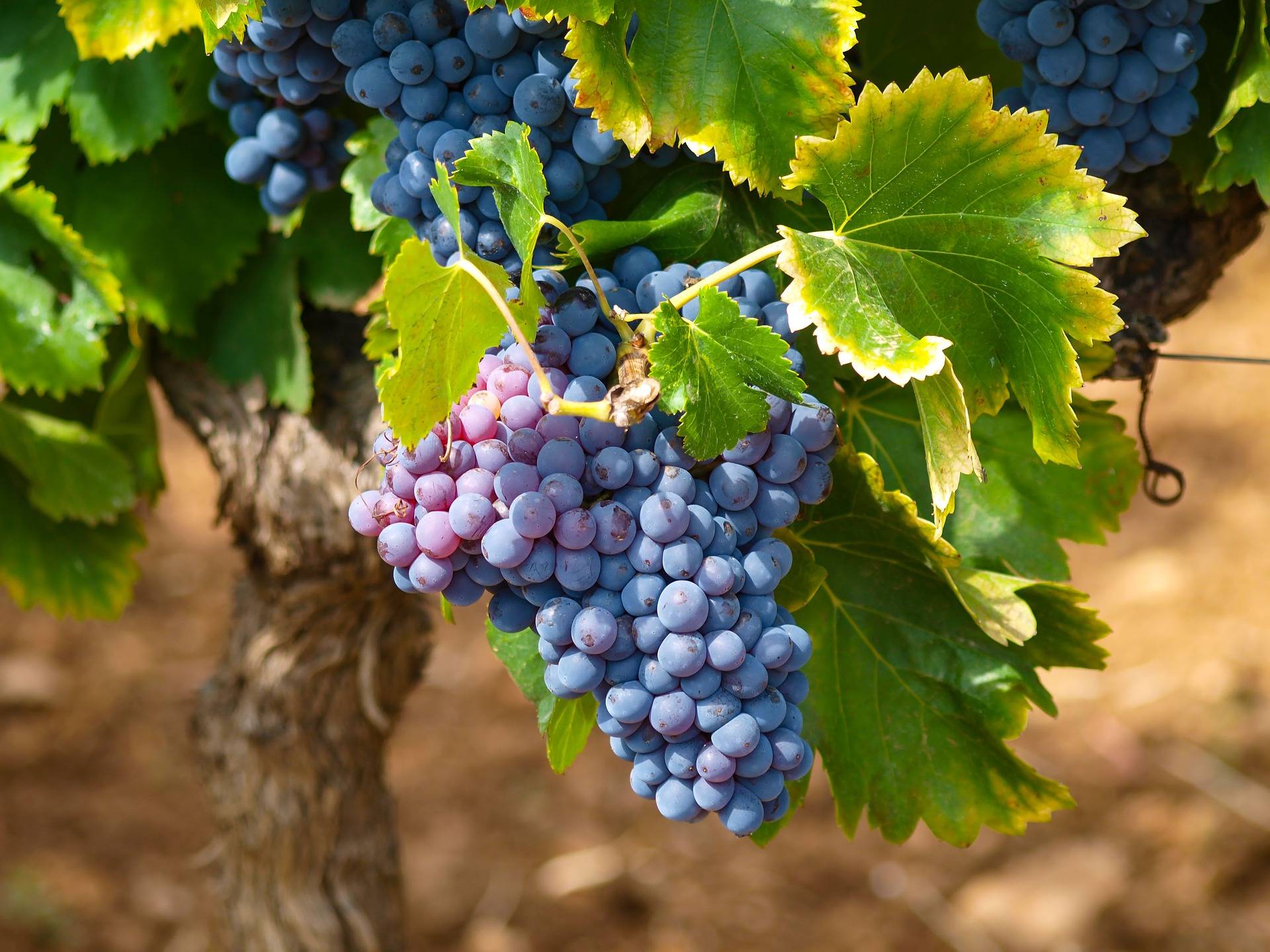 Grape varieties